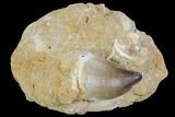 Mosasaur (Prognathodon) Tooth In Rock - Morocco #105841-1